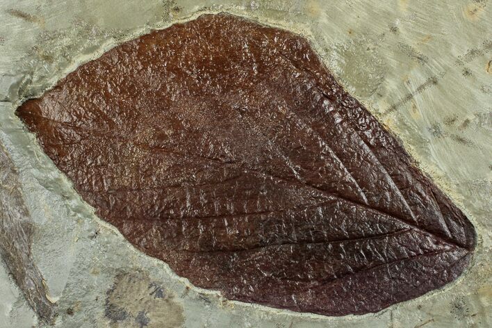 Fossil Leaf (Beringiaphyllum) - Montana #262766